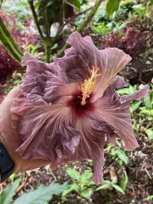 Hibiscus rosa-sinensis 'Misty Mountain' — Vintage Green Farms with